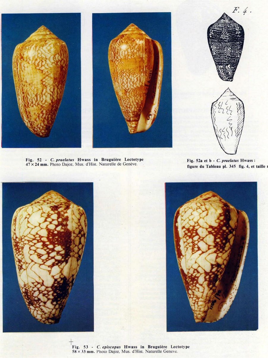Conus praelatus